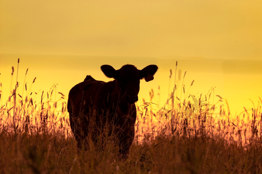 Cow silhouette with yellow sunset background