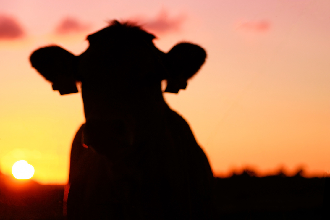 Dark silhouette of cow - cattle during sunset