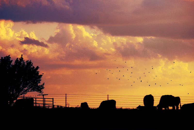 Ranch Sunset